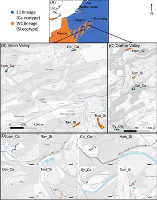 Pollinator sharing between reproductively isolated genetic lineages of Silene nutans